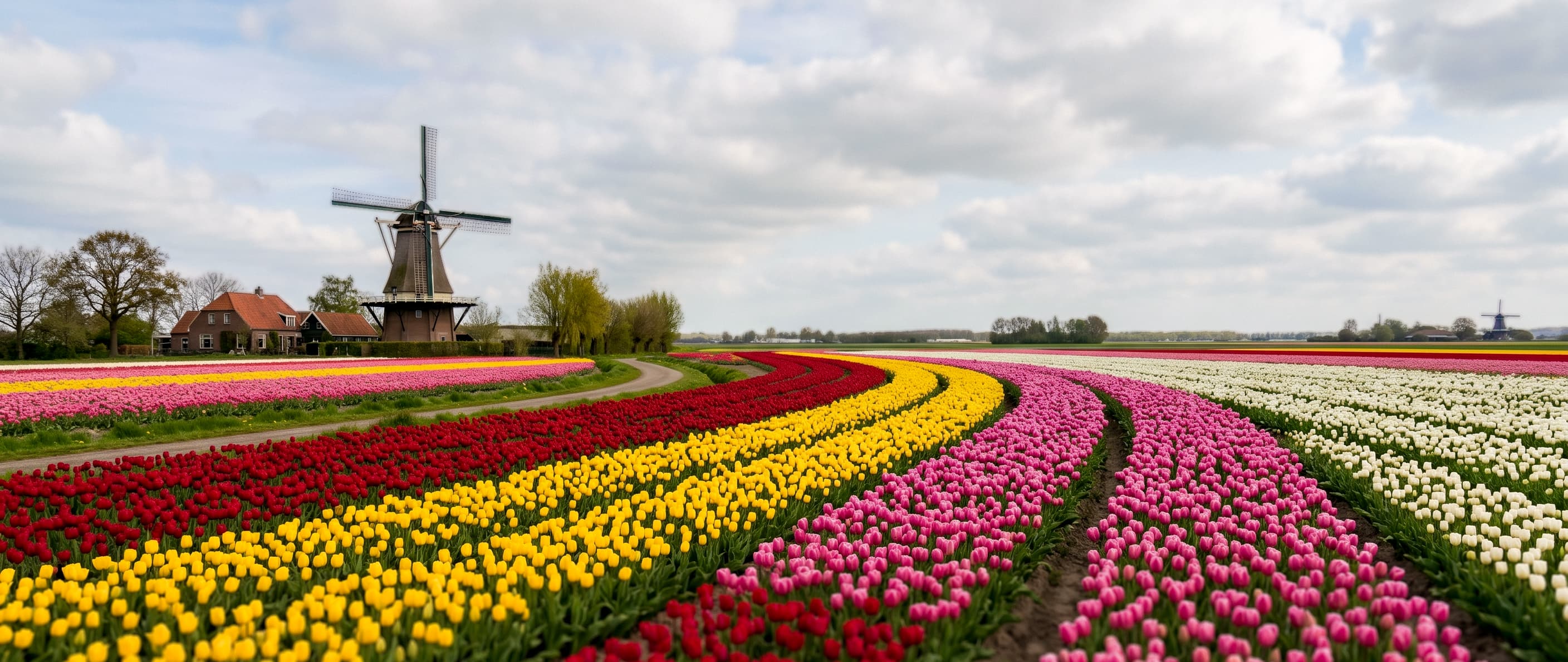 Fields of red and yellow tulips in full bloom near Rotterdam in late April, with a cycling path cutting through the centre